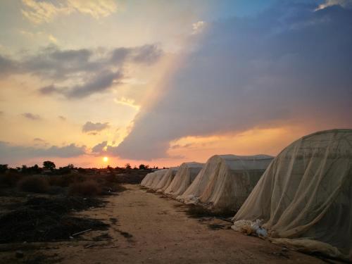 Une rangée de tentes sur un chemin de terre au coucher du soleil dans l'établissement חאן בכפר במשק בלה מאיה - האוהל, à Nevatim