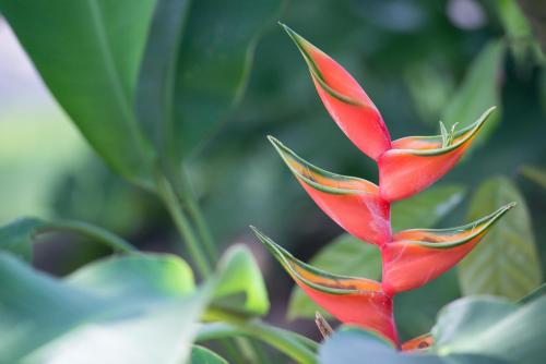 a close up of a red plant with green leaves at Pousada Mangabeiras in Ilha de Boipeba