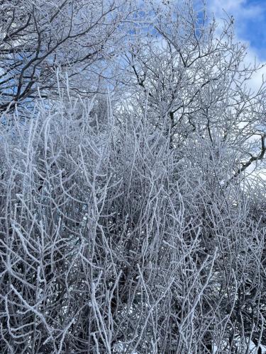 a group of trees covered in snow at East Learmouth Lakeside Lodges in Cornhill-on-tweed