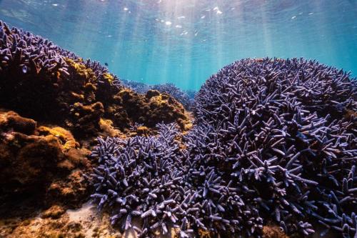 an underwater view of a coral reef at Meet Bay B&B in Xiyu
