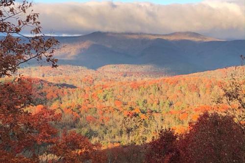 a view of a forest of trees in the fall at Mountain Ridge View 172 in Dahlonega