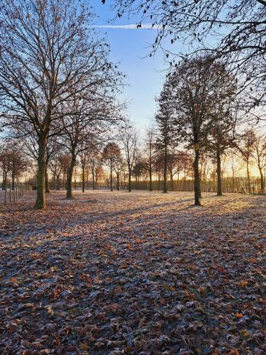 a field with trees and leaves on the ground at Domein Den Buiten Bed And Breakfast DnD in Sint-Niklaas