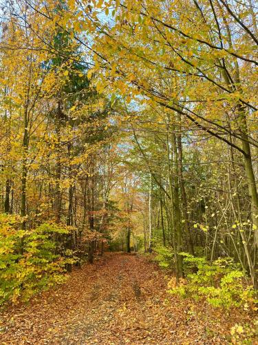 a path in the woods with leaves on the ground at Dom nad jeziorem WIDOKówka in Żywiec
