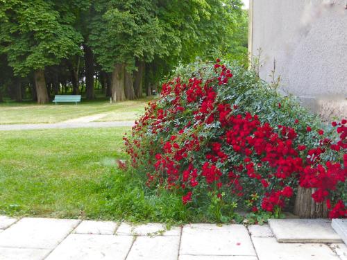 a bush of red flowers in front of a building at Maison d'hôtes Le Château de Puxe in Puxe