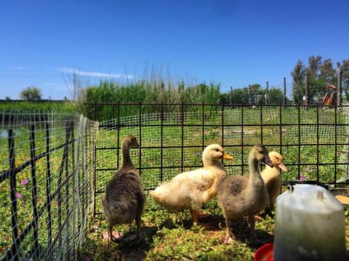 Altri animali domestici presso il villaggio turistico o nei dintorni
