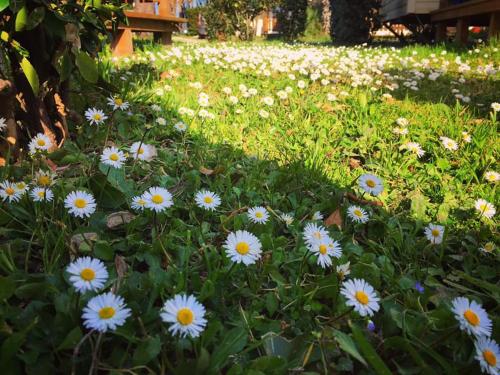 Giardino di Camping Village Tuscia Tirrenica