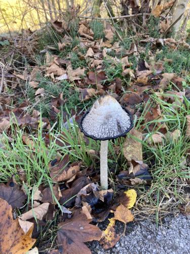 a mushroom sitting on the ground in the grass at Bed & Breakfast Weisser Stein in Schmallenberg