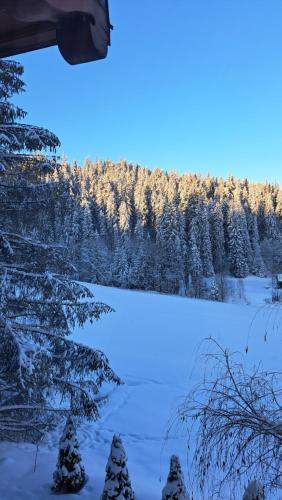 a snow covered field with trees in the background at Goralove Pole in Brzegi