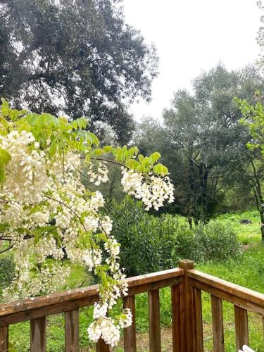 a wooden fence with white flowers on a field at Mobilhome à la campagne in Porto-Vecchio
