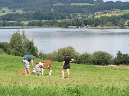 a group of people standing in a field with a cow at Bauernhof Schink in Zell am Moos