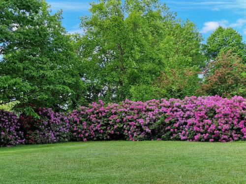 a hedge of pink flowers in a park at Ferienwohnung Hansens in Dangast