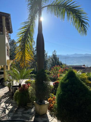 a palm tree in a garden with flowers and plants at Villa Paloma/ Home/ Office-Remote Office in Constanza