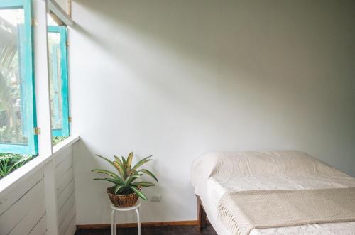 a bedroom with a bed and a plant next to a window at Casa BOHÖ in Puerto Viejo