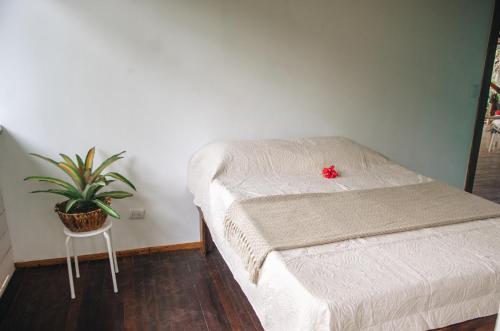 a room with a bed and a potted plant at Casa BOHÖ in Puerto Viejo