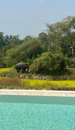 an elephant walking on the side of a road at I love phants Lodge in Ban Huai Thawai
