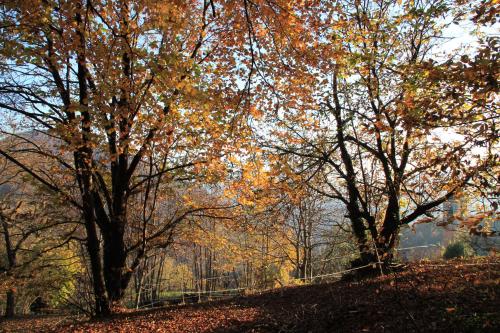 a group of trees with autumn leaves on them at Casa al Sasso in Bedigliora