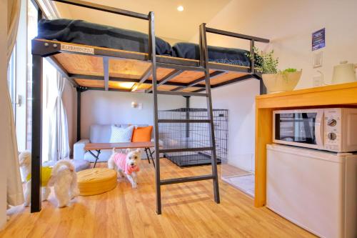 a bunk bed in a room with a dog at CAMP＆COTTAGE THE DOOR in Fujikawaguchiko