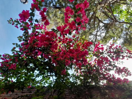 a bunch of pink flowers hanging from a tree at LA CASITA in Buenos Aires