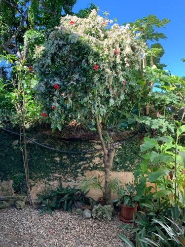 a garden with a tree with flowers on it at Surfbreak B&B in Cabarete