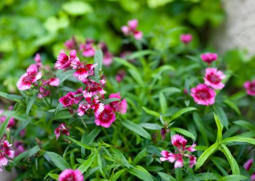 a group of pink flowers in a garden at ΔΙΑΜΈΡΙΣΜΑ ΜΕΝΤΗΣ in Igoumenitsa