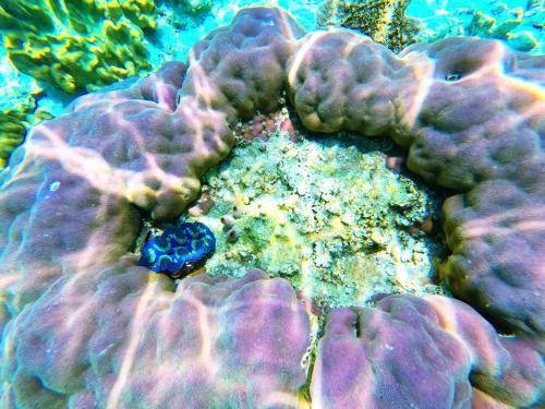 a purple coral with a blue object on it at Bobocha Siladen Boutique Resort in Bunaken