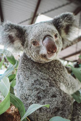 a koala bear is sitting in a tree at Bounce Magnetic Island and Koala Park - formerly Roamer in Horseshoe Bay
