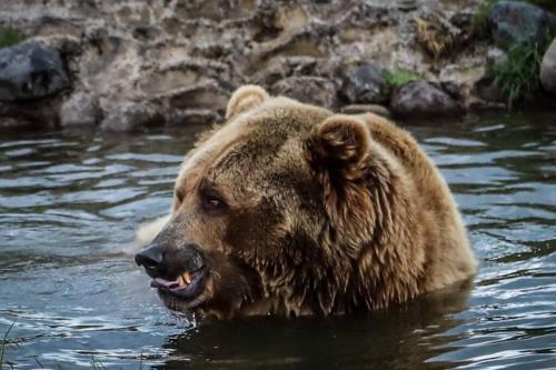 a large brown bear swimming in the water at White Owl Retreat Yellowstone Grand Teton in Island Park