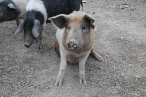 a small brown and white pig standing in the dirt at Riversdale Farm B&B in Ballinamore