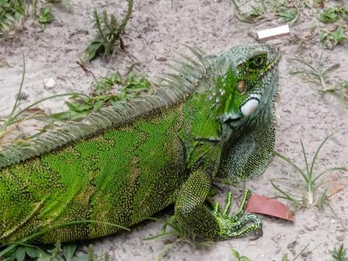 a green iguana is sitting on the ground at Amazon Lodge Varillal in Iquitos