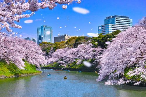 a river with cherry trees in a city with buildings at Hotel Owl Tokyo Shinbashi in Tokyo