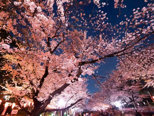 uma árvore com flores cor-de-rosa à noite em Hotel Owl Tokyo Nippori em Tóquio