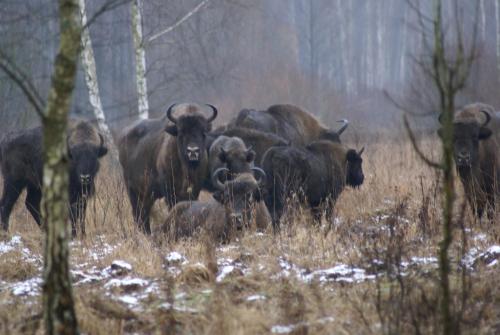a herd of buffalo standing in a field at Bojarski Gościniec in Narewka