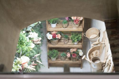 a group of potted plants on a wooden shelf at B & B INFINITY in Apricena