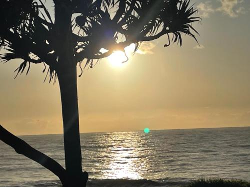 a palm tree in front of the ocean at sunset at Arbre à pain in Bras-Panon