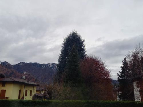 a large pine tree in front of a house at Presolana Home in Castione della Presolana