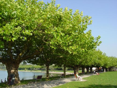 a group of trees and benches next to a lake at Hotel Christine in Radolfzell am Bodensee
