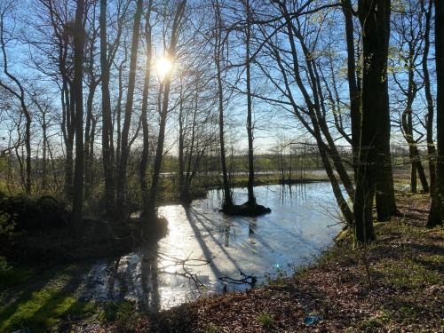 a river with the sun shining through the trees at Nyopført luksusværelse i naturskønne og rolige omgivelser in Branderup