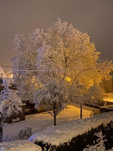 a tree covered in snow with lights on it at Chez Nono in Mitzach