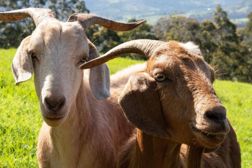 two goats standing next to each other in a field at Altitude Kangaroo Valley in Kangaroo Valley