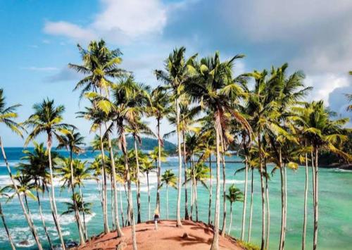 a group of palm trees on a beach with the ocean at Pravindi Guest Home in Mirissa