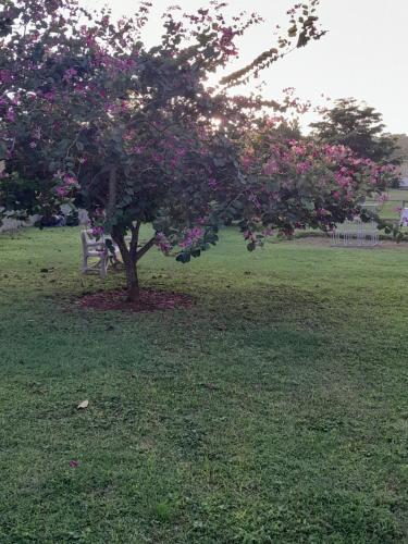 a tree in the middle of a field with pink flowers at HARMONY LA VISTA in Runaway Bay