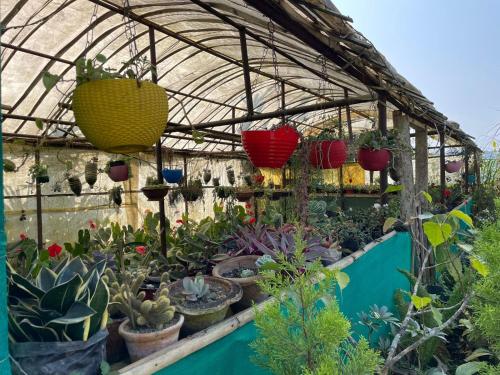 a greenhouse filled with lots of potted plants at Flower Patch Homestay in Kalimpong