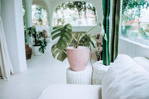 a potted plant sitting on a table next to a couch at Hotel Sages in Canggu