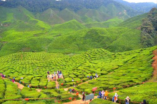 a group of people walking around a tea plantation at Sleepbox Hotel in Cameron Highlands