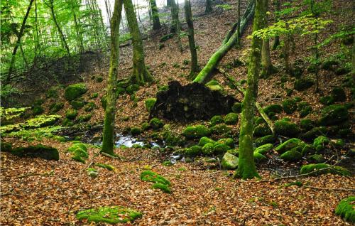 a forest with trees and rocks and a creek at Pet Friendly Home In Laholm in Laholm