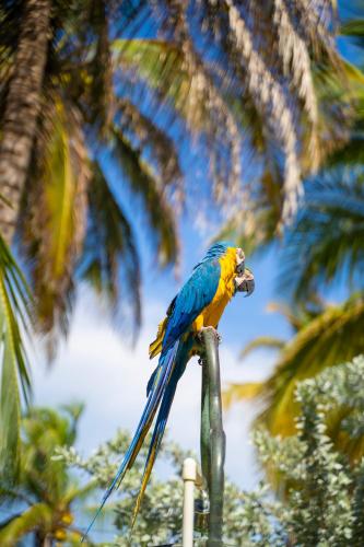 a blue and yellow parrot sitting on a pole at Quinta del Mar Tintipán in Isla Mucura