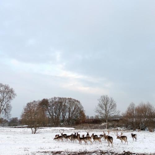 a herd of deer walking through a snow covered field at Smocze Ranczo 2 in Ośno Lubuskie