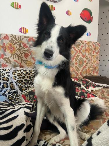 a black and white dog sitting on a couch at Casa da Si Hostel in Ubatuba