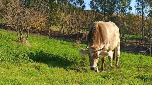 a brown cow standing in a field of grass at Masseria La Fiorita in Matera