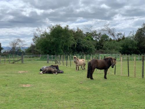 a group of horses and sheep standing in a field at Cliff Top Cottage in Ohingaiti